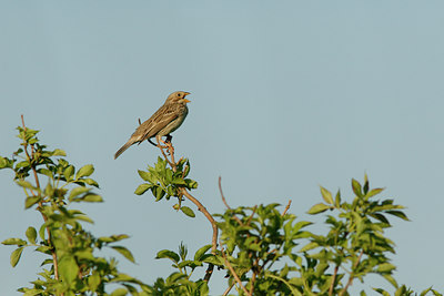 BUITEN BEELD Foto: 94771