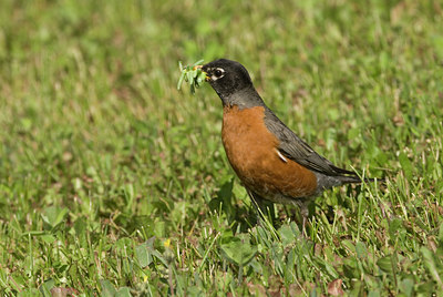 BUITEN BEELD Foto: 94782