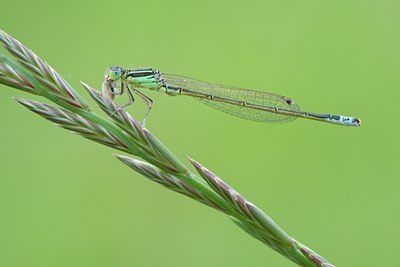 BUITEN BEELD Foto: 94797