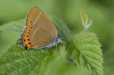 BUITEN BEELD Foto: 94800