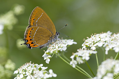 BUITEN BEELD Foto: 94801