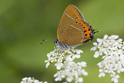 BUITEN BEELD Foto: 94802