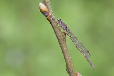 BUITEN BEELD Foto: 94812