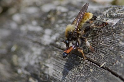 BUITEN BEELD Foto: 94816