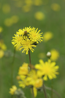 BUITEN BEELD Foto: 94820