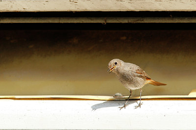 BUITEN BEELD Foto: 94842