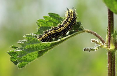 BUITEN BEELD Foto: 94856