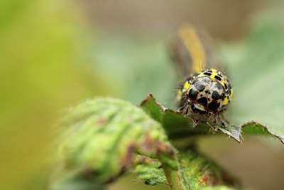 BUITEN BEELD Foto: 94863