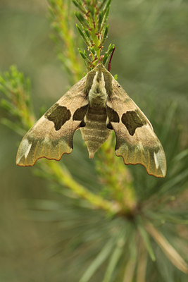 BUITEN BEELD Foto: 94866