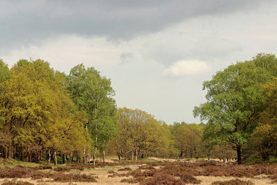 BUITEN BEELD Foto: 94868