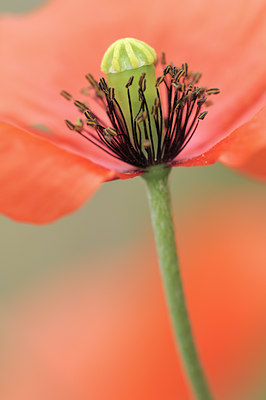 BUITEN BEELD Foto: 94892