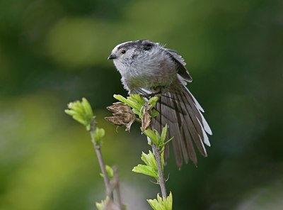 BUITEN BEELD Foto: 94953