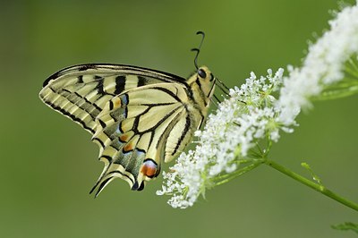 BUITEN BEELD Foto: 94957