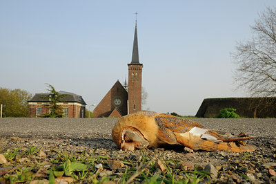 BUITEN BEELD Foto: 94982