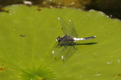 BUITEN BEELD Foto: 95014