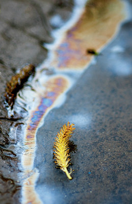 BUITEN BEELD Foto: 95019