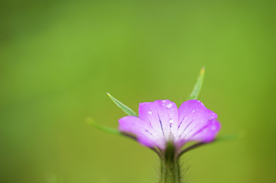 BUITEN BEELD Foto: 95041