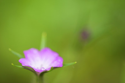 BUITEN BEELD Foto: 95042