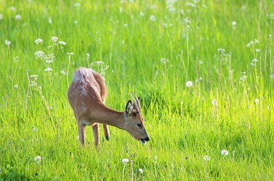 BUITEN BEELD Foto: 95079