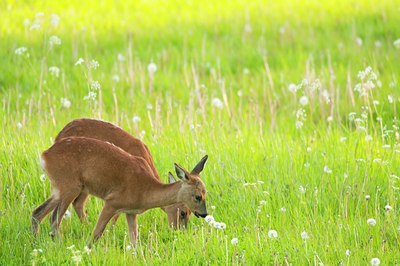 BUITEN BEELD Foto: 95081