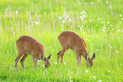 BUITEN BEELD Foto: 95083