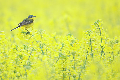 BUITEN BEELD Foto: 95090