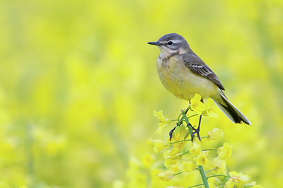 BUITEN BEELD Foto: 95091