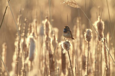 BUITEN BEELD Foto: 95107