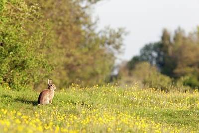 BUITEN BEELD Foto: 95117