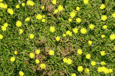 BUITEN BEELD Foto: 95124