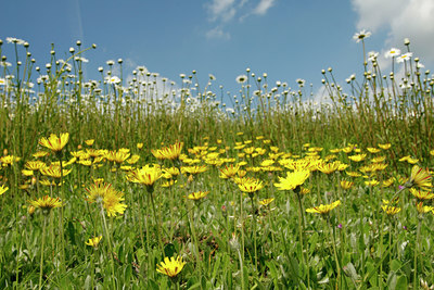 BUITEN BEELD Foto: 95126