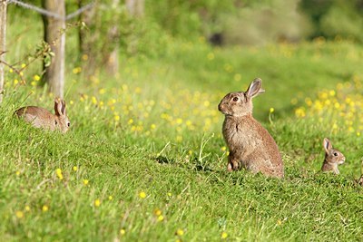 BUITEN BEELD Foto: 95135