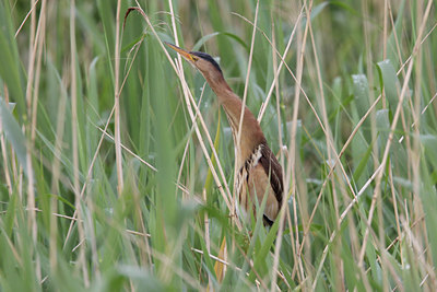 BUITEN BEELD Foto: 95158
