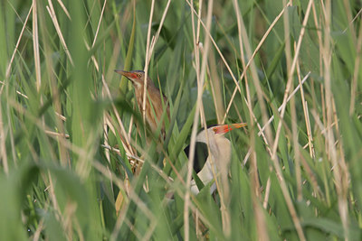 BUITEN BEELD Foto: 95159