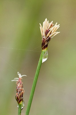 BUITEN BEELD Foto: 95162