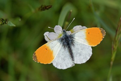BUITEN BEELD Foto: 95173