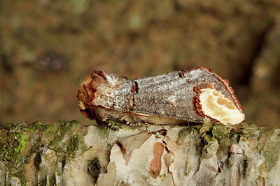BUITEN BEELD Foto: 95178