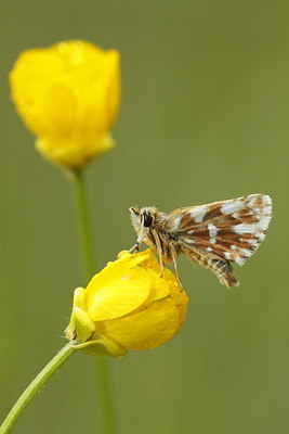BUITEN BEELD Foto: 95191
