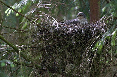 BUITEN BEELD Foto: 95197