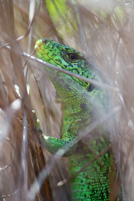 BUITEN BEELD Foto: 95241