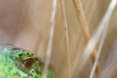 BUITEN BEELD Foto: 95245