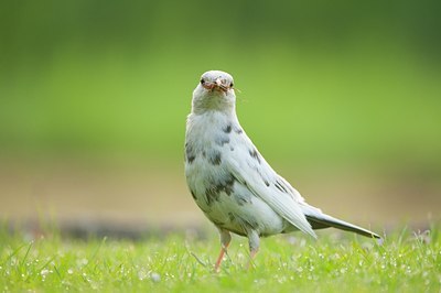 BUITEN BEELD Foto: 95247