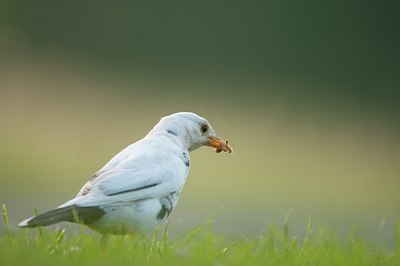 BUITEN BEELD Foto: 95249