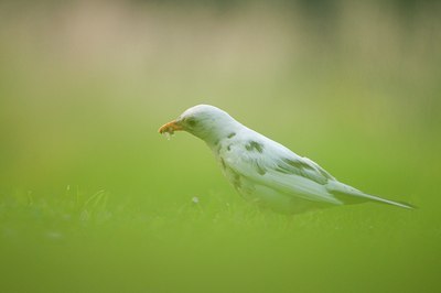 BUITEN BEELD Foto: 95254