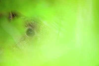 BUITEN BEELD Foto: 95257
