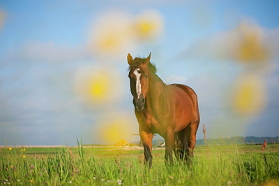 BUITEN BEELD Foto: 95272