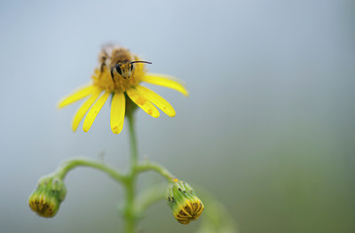 BUITEN BEELD Foto: 95284