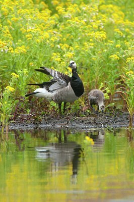 BUITEN BEELD Foto: 95296