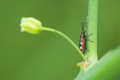 BUITEN BEELD Foto: 95315