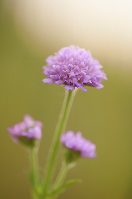 BUITEN BEELD Foto: 95336